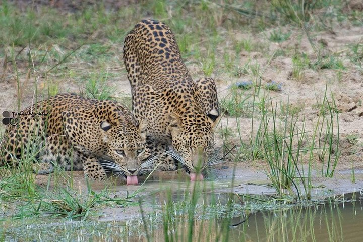 yala national park 